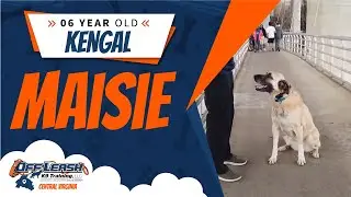 6 yo Kengal (Maisie) |Richmond's Best Dog Training | Off Leash K9 Training