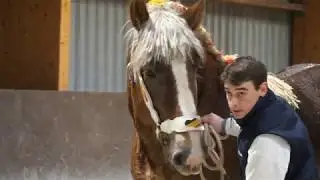 Official inspection of Belgian draft stallions of 3 and 4 years old