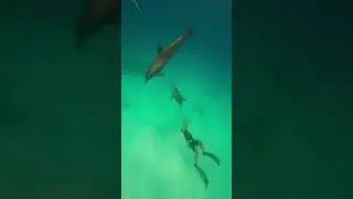 dolphins #short