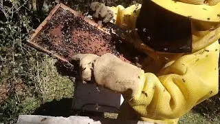 Pre-harvest management... the main management for super production!