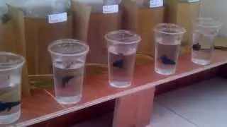tigablas Betta Fighter Training 3