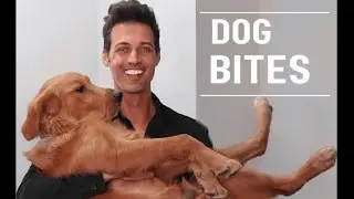Dog Bite Injuries