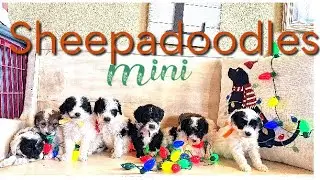Mini Sheepadoodle puppies ||Pearl & Kevin|| Christmas Puppies in Texas