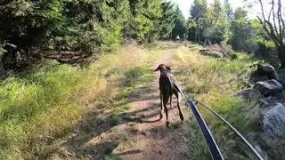 Bikejoring - first race for RubyC, Fitmin Lesná 2019