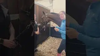 So You Want To Buy An Ex Racehorse? Part 1
