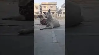 Dog a faithful animal 