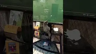 ЧАРЛИ В ПЕРВОМ РЯДУ НА ПРОСМОТРЕ...😂😂😂