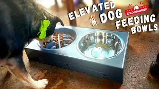 Elevated Dog Bowls with Slow Feeder Amazon - Setup/Review