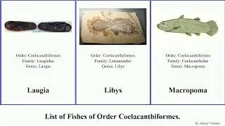 List of Fishes of Order Coelacanthiformes. gigas agassizi Mawsonia Fuse Coelacanthus Gyroptychius