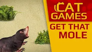 CAT GAMES - Get that Mole! (Videos for Cats to watch) 1 Hour 4K 60FPS