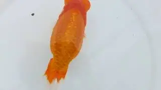DSCF2030