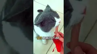 😻How to Turn a Feral Cat into a Housecat 💖