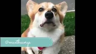 FUNNY AND CUTE DOGS  PAOLIDOG COMPILATION  2