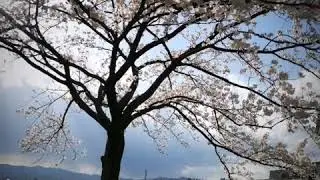 Japan Sakura 2019 | Takada Park Joetsu Niigata