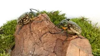 Cheirotonus macleayi formosanus