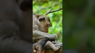 #monkey #baby #monkeycambo #newborn_monkey