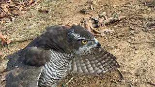Goshawk (Kiva) hunting squirrels