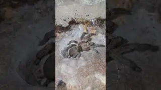 Australian Tarantula Phlogius Rubiseta is such a beast! can't fit them all in 😂 Subscribe for more!