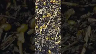 California Red worm offspring cocoons