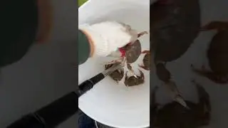 HUGE ATLANTIC ROCK CRAB