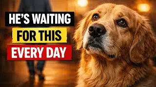 Your Dog Is Begging for These Things (Most Owners Never Notice)
