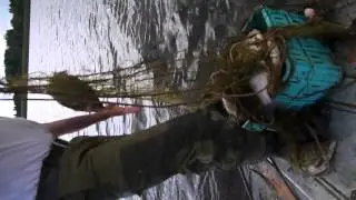 Караси