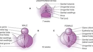 fusion of urogenital or labioscrotal folds;  critical step in the embryological development