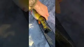 Another 15&rdquo; perch going back! #fyp #icefishing #perchfishing #guidedtrips #booknow #diehardangling