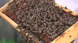 Miere eco de la Colonia. Descoperă furnizorul local la Sezamo!