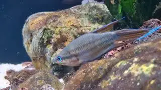 CROAKING GOURAMI ikan rawa yang mirip cupang