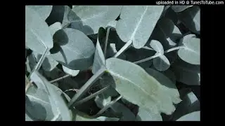 Caress - Pure Speculative Motive
