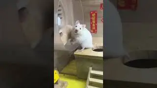 Pet rat lovers #cute #funny #pets