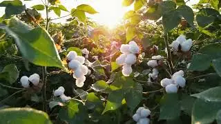 Cotton 4k freeVids - No Copy Right | Free download | Subscribe for new notifications