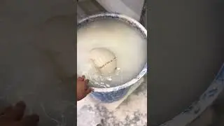 Floating greenware on water, getting ready to recycle.