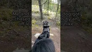 Please leash your dogs if they do not have a reliable recall. 🙄 #dogtraining #reactivedog #offleash