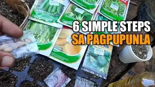 PAANO MAGPUNLA NG SEEDS - Simpleng paraan at mga bagay na dapat malaman
