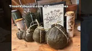 Making Biodynamic Preparation 502 at Troon Vineyard in Oregon's Applegate Valley