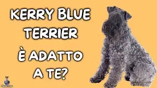 Kerry Blue Terrier: Cosa Sapere