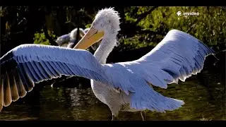 Pelican&rsquo;s Secret Quest to the Magic Castle! (Kids Song)