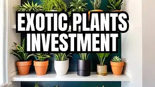 10 Uncommon House Plants Worth Every Penny (That You Will Love)