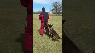 Wizard being sent to bite #guarddogs #dogcoach #k9protection #puppy #malinoismonday #protectiondog