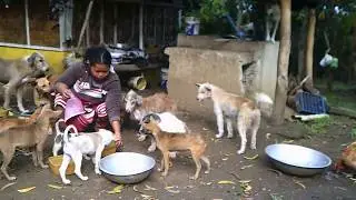 Dogs are part of the Philippine Culture.