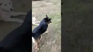 #Ушастый сыграет вам на курицах 🎺🐾 #music #chicken #dog #cool #like #love #funny #reels #trending