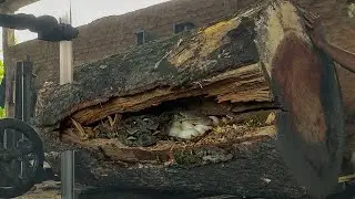 Australia&rsquo;s Harsh Outback Work Cutting a Giant Trembesi Log With Zero Safety 😱