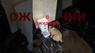 В ожидании