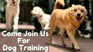 Come Join Us For Dog Training | Balanced Obedience Dog and Puppy training Center | Online & Oahu