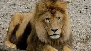 #AnimalMindset#WildMotivation#BeLikeAnimals #ai #AnimalWisdom#SpiritOfTheWild#SurvivalInstincts