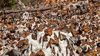 Monarch butterfly migration routes | Do you know