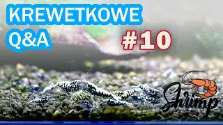 Krewetkowe Q&A ep. 10  - Jakie testy wody robić w krewetkarium?? #akwarium #akwarystyka