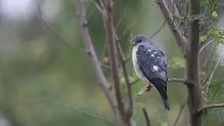 #赤腹鷹雄鳥  #學名：Accipiter soloensis
